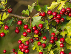 6 Manfaat Buah Hawthorn Berry yang Banyak Orang Belum Tahu